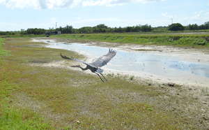 Released Heron