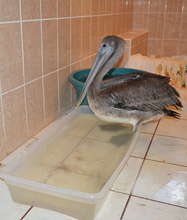 Bathroom Pelican