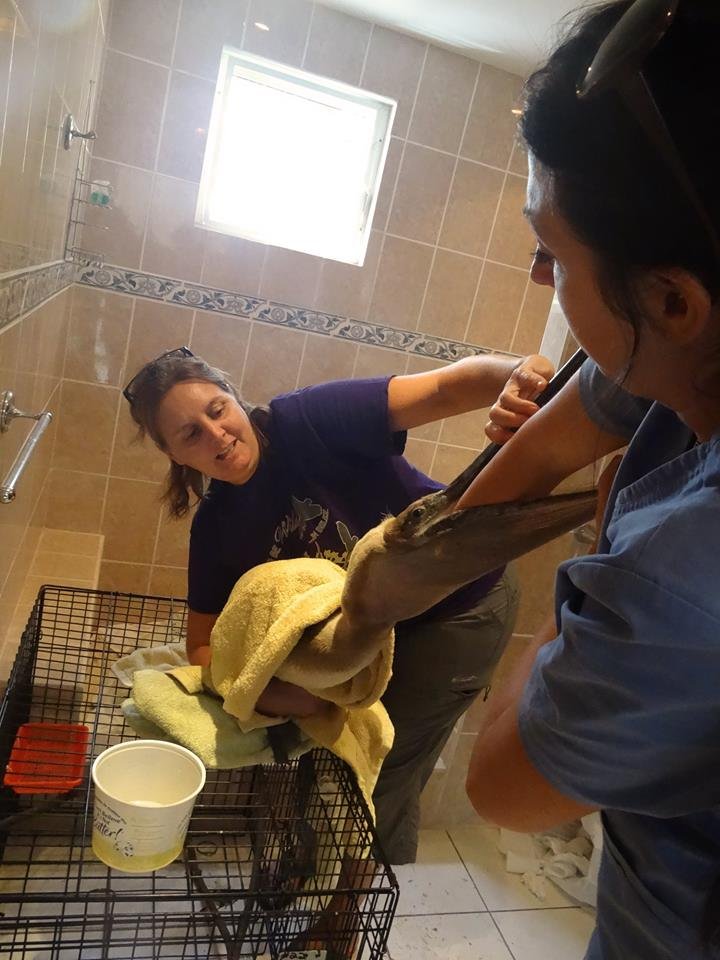 Avian Nursery and Quarantine Facility