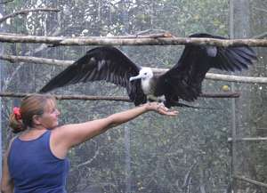 Frigate Bird rehab