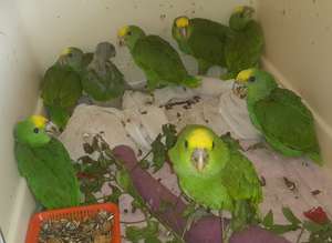 Baby Yellowheads
