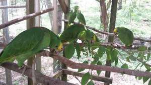 Yellowhead babies with berries
