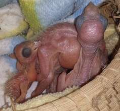 Whitefront babies