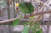 Avian Nursery and Quarantine Facility