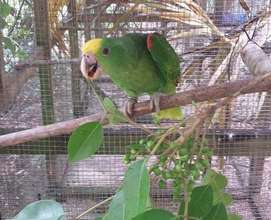 Avian Nursery and Quarantine Facility