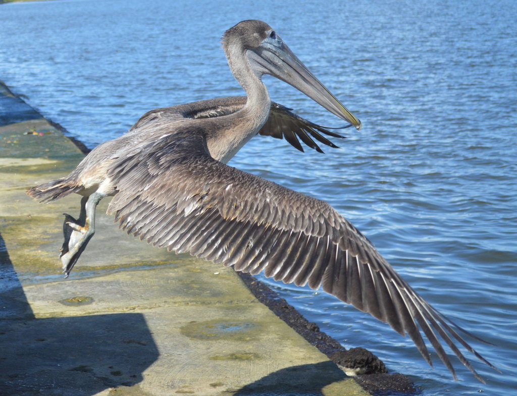 Released Pelican