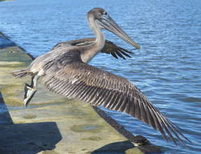 Released Pelican