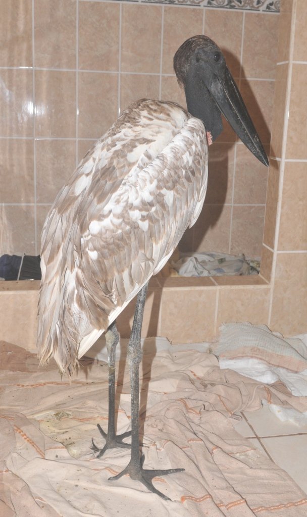 Bathroom Jabiru