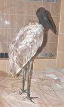 Bathroom Jabiru