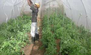 tomatoes at the farm