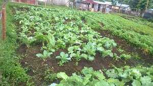 Akili Farm