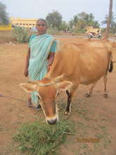 Kulandai Mary with her cow