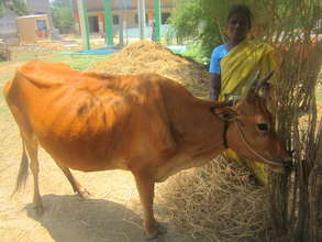 Kirstham with her cow