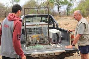 bakkie Animals