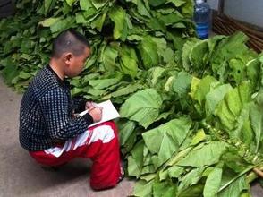 A student takes notes at the harvesting station