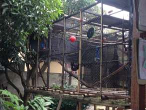 Kuat playing in his enclosure