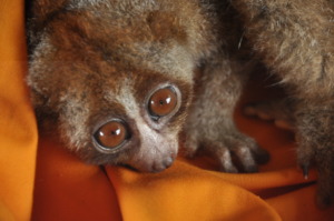 New Slow Loris check up