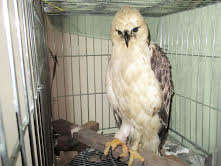 Recovered from surgery, off to a bigger enclosure