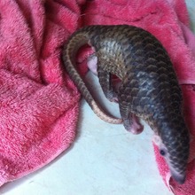 What am I? How big am I? 600gm Pangolin