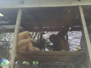 Luna and Manta preparing for translocation