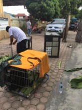 Getting the gibbons in transport enclosures