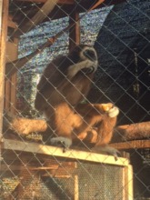Company for Kuning, Manta settling in well