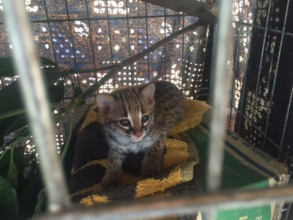 Baby leopard cat - or forest cat/ very cute!