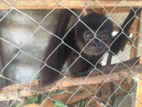 An insect or a gibbon poor little Tom