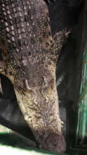 Irwin the Crocodile at the WTC