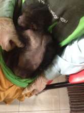 Bald Baby Jos when he arrived