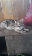 Simba the Leopard cat at the WTC