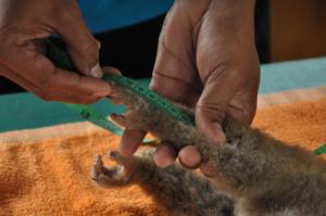 New Slow Loris check up