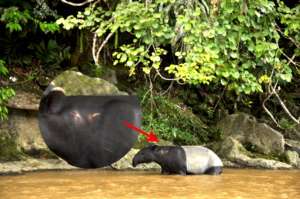 Tapir with injury to neck