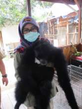 SRI biologist Indi giving mungki a checkup