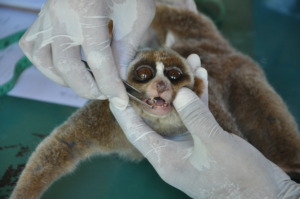 Kiko's dental check up