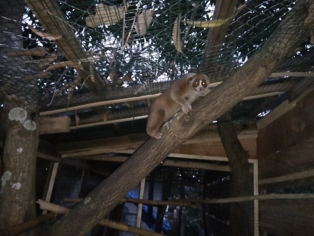 Slow Loris in our care