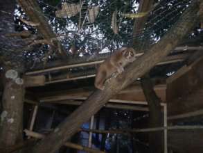 Slow Loris in our care