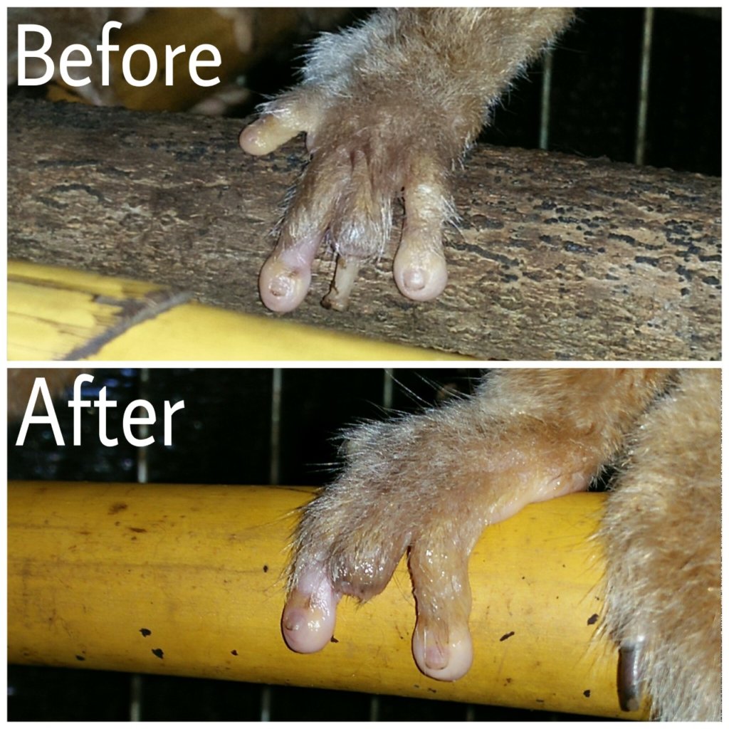 Slow Loris before and after damaged digit