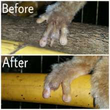 Slow Loris before and after damaged digit