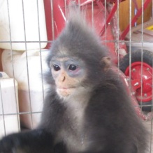 Leaf Monkey recovering from an attack
