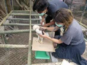 Changeable Hawk eagle check up