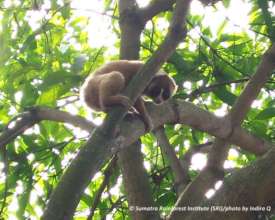 Loris recovering from initial treatment of finger