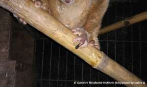 Injured finger of the rescued loris