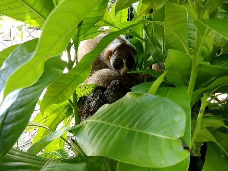 Help save confiscated or injured Sumatran wildlife