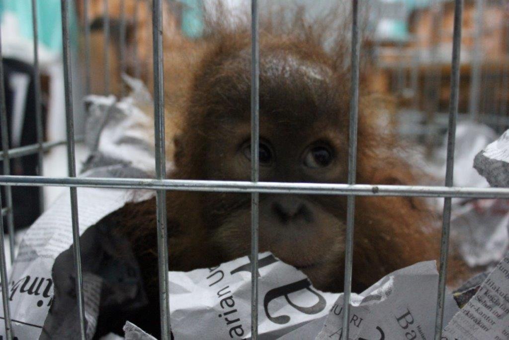 Help save confiscated or injured Sumatran wildlife