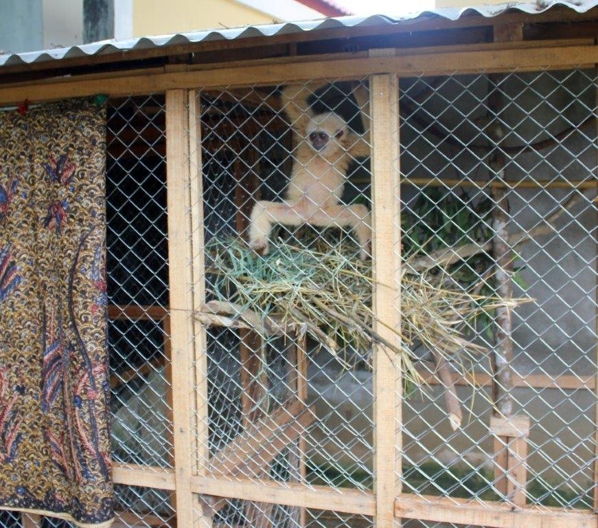 Help save confiscated or injured Sumatran wildlife