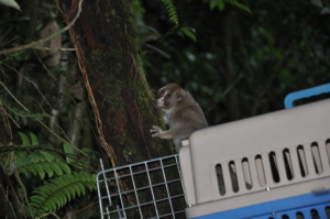 New Slow Loris release