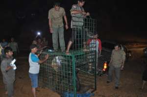 The tapir being released into National Park