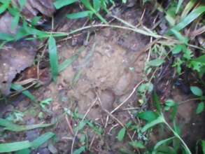 Big Cat footprint at Tiger conflict investigation