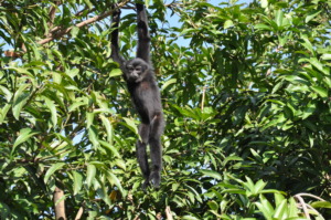 Tom enjoying the SRI office mango tree